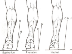 Pronasyon Pronasyon